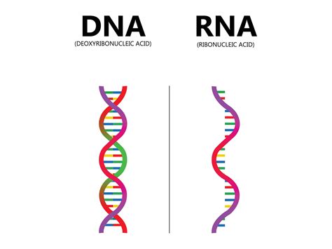 RNA